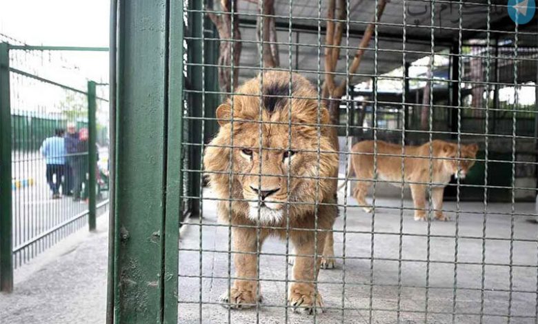 مرگ دلخراش نگهبان باغ وحش اراک در پی حمله شیر / فیلم – تلگرام آپ