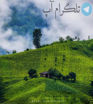 مزارع زیبای چای املش گیلان + عکس – تلگرام آپ