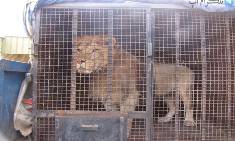 تصاویر نگهبان جانباخته حادثه باغ‌وحش اراک پس از حمله دو شیر / عکس – تلگرام آپ