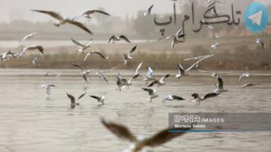 تصاویری زیبا از پرندگان مهاجر اهواز – تلگرام آپ