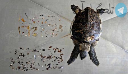 ضایعات پلاستیکی خارج شده از بدن لاکپشت + عکس – تلگرام آپ