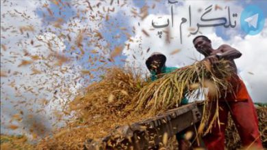 برداشت برنج از شالیزارهای جاوه اندونزی + عکس – تلگرام آپ
