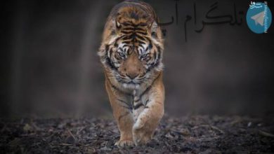 نگاه پر جذبه ببر + عکس – تلگرام آپ