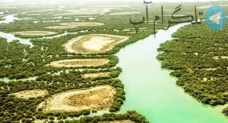 جنگلی در دل خلیج‌ فارس + عکس – تلگرام آپ
