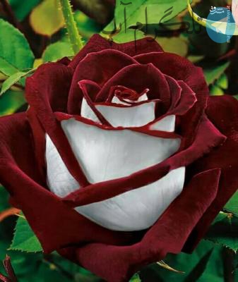یکی از زیباترین گل‌های جهان + عکس – تلگرام آپ