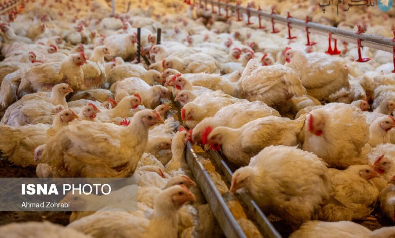 مرغ‌های بی‌مشتری روی دست مرغداران ماند! – تلگرام آپ