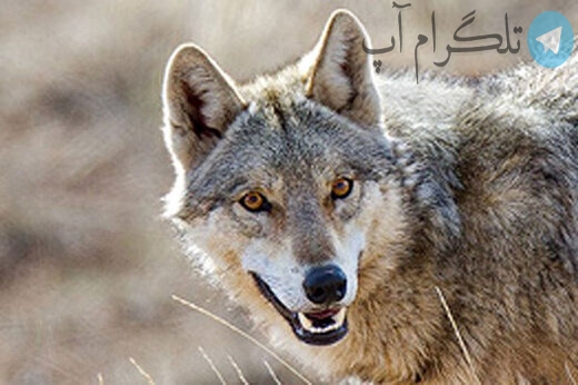 حمله گرگ‌ها به این شهر ایران مدارس را تعطیل کرد! – تلگرام آپ
