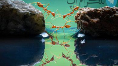 پل مورچه ای + عکس – تلگرام آپ