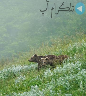 بازیگوشی دو توله خرس در ارتفاعات مازندران + عکس – تلگرام آپ