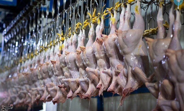 کاهش تقاضا برای خرید مرغ و تخم‌مرغ / خرید تضمینی مرغ و تخم‌مرغ از تولیدکنندگان آغاز شد – تلگرام آپ