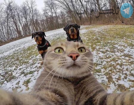 سلفی جالب گربه با سگ‌ها + عکس – تلگرام آپ