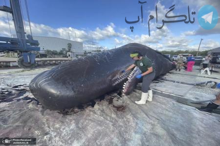 مرگ نهنگ غول پیکر در فلوریدا + عکس – تلگرام آپ