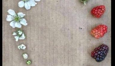 تصویری جالب از چرخه زندگی تمشک + عکس – تلگرام آپ