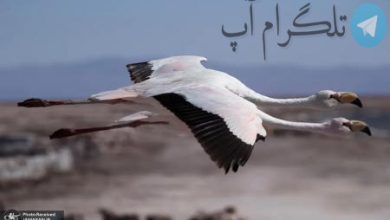 هم پرواز + عکس – تلگرام آپ