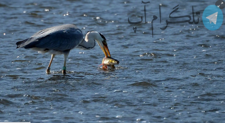 تصویری زیبا از لحظه شکار ماهی توسط پرنده حواصیل + عکس – تلگرام آپ