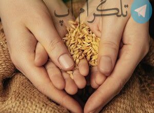 فطریه چیست و به چه کسانی واجب است؟ – تلگرام آپ