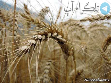 نام درخت ممنوعه حضرت آدم چه بوده‌ است؟ 