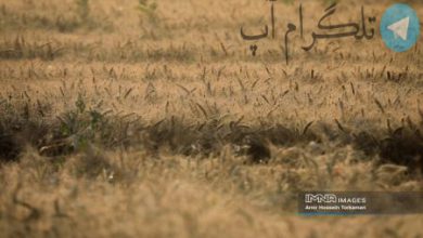 تصاویر| برداشت خوشه های طلایی گندم – تلگرام آپ