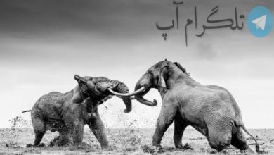 جنگ تن به تن فیل ها + عکس – تلگرام آپ