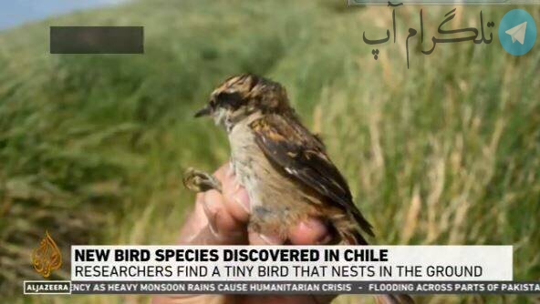 کشف پرنده عجیب در جزایر دورافتاده در شیلی + فیلم – تلگرام آپ