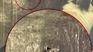وضعت عجیب تابلو کمال‌الملک در کاخ گلستان / عکس – تلگرام آپ