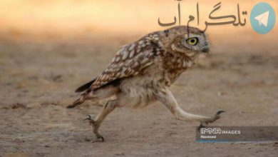 طنز در حیات وحش+عکس – تلگرام آپ