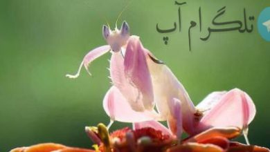 حشراتی به شکل گل + عکس – تلگرام آپ
