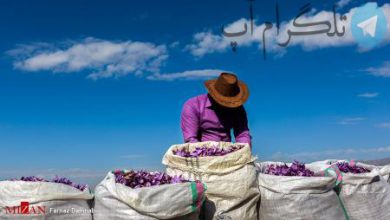 برداشت زعفران+ عکس – تلگرام آپ