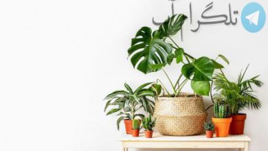اینفوگرافیک| بهترین گیاهان آپارتمانی برای تصفیه هوای خانه – تلگرام آپ