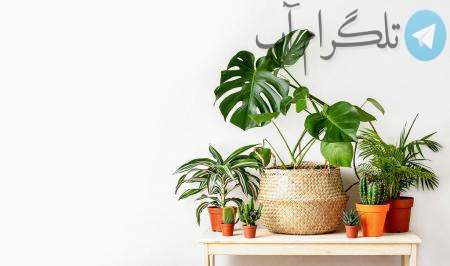 اینفوگرافیک| بهترین گیاهان آپارتمانی برای تصفیه هوای خانه – تلگرام آپ