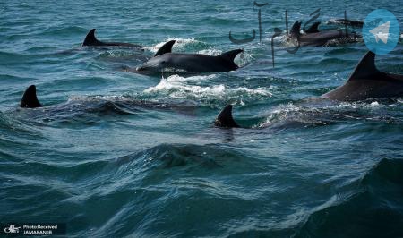 تصویری جالب از دلفین ها در جزیره هنگام + عکس – تلگرام آپ