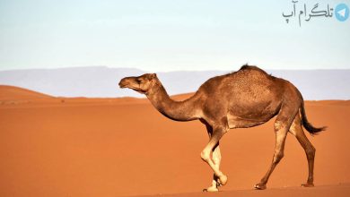 تلاش شتر برای زنده زنده بلعیدن یک کودک خردسال در باغ وحش + فیلم – تلگرام آپ