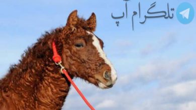 تصویر دیدنی از نژاد جالب اسب مو فرفری +عکس – تلگرام آپ
