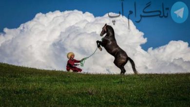 تصویری زیبا از اسب اصیل ترکمن+عکس – تلگرام آپ