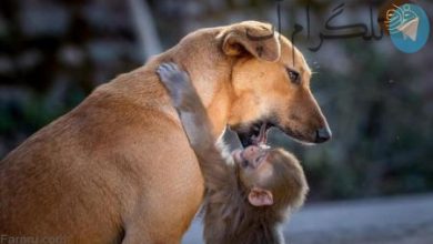 مادرانگی عاشقانه سگ برای بچه میمون یتیم+ تصاویر – تلگرام آپ