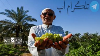 تصاویر| برداشت انگور از روستای غزاویه – تلگرام آپ
