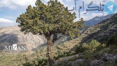 درخت ارس با عمر بیش از ۲ هزار سال+ عکس – تلگرام آپ