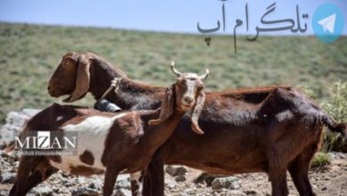 قله بزقوش سراب+ عکس – تلگرام آپ