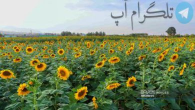 مزرعه آفتابگردان+ عکس – تلگرام آپ