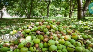 برداشت گردو ؛ خراسان رضوی+ عکس – تلگرام آپ