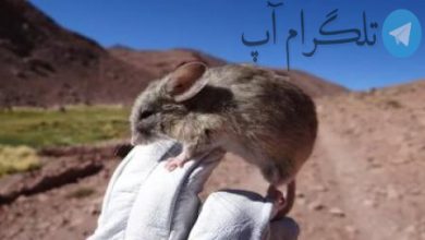 موش‌های عجیبی که در آتشفشان‌ زندگی می‌کنند! + تصاویر – تلگرام آپ