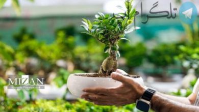 نمایشگاه گل و گیاه کیش+ عکس – تلگرام آپ
