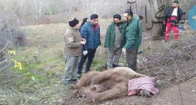 نجات خرس قهوه‌ای ایرانی که در تله شکارچیان افتاد+عکس – تلگرام آپ