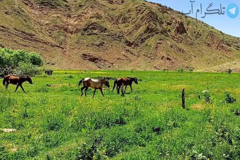 اینجا بهشت خوش آب و هوای تهرانی‌ها است!
